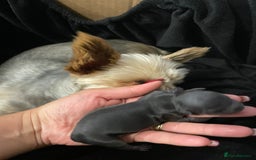 Yorkshire Terrier dogs for sale: Mini toy  Yorkshire Terrier's  - Image 7