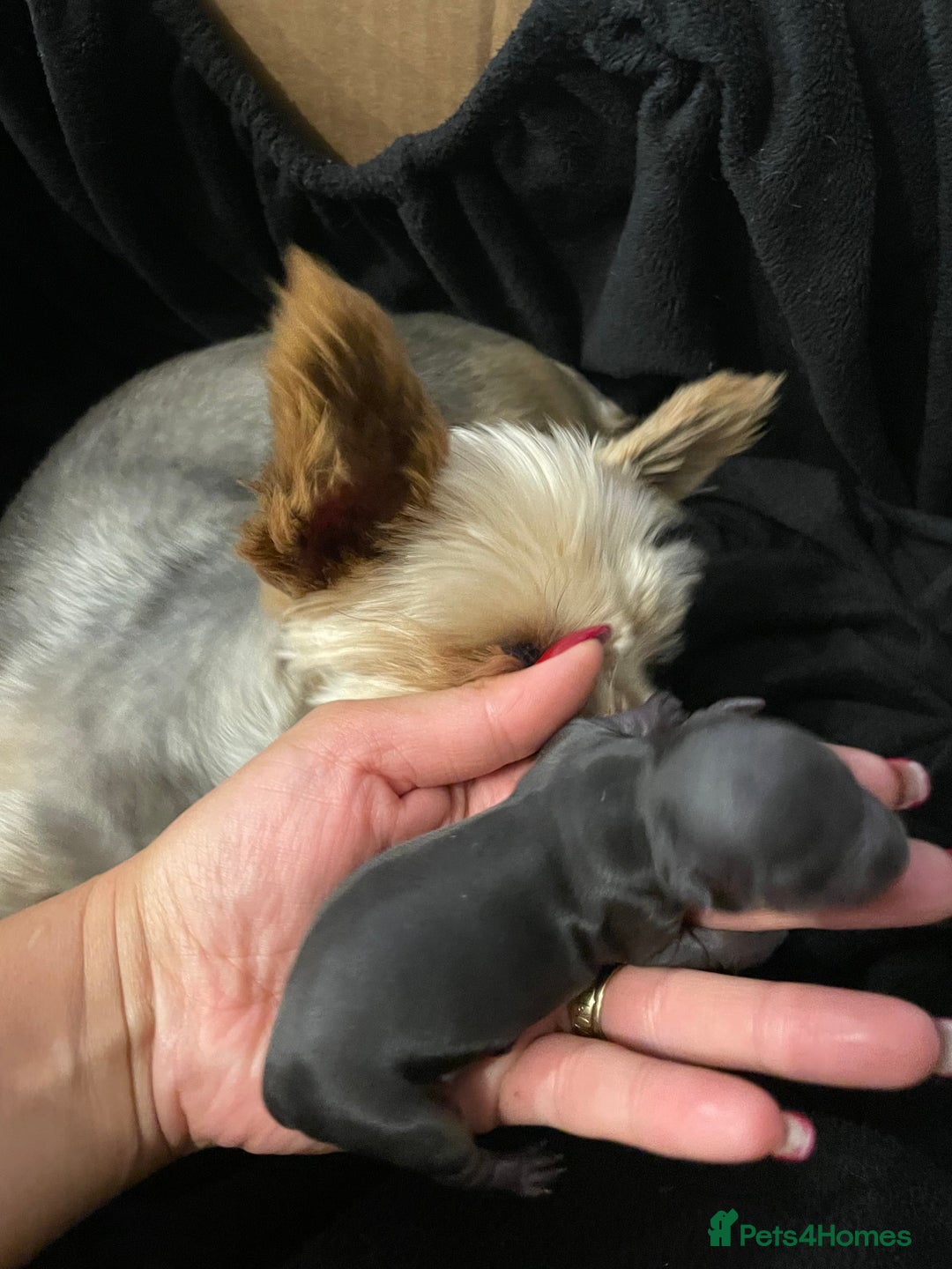 Yorkshire Terrier dogs for sale: Mini toy  Yorkshire Terrier's  - Image 7