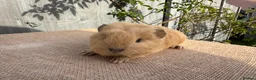 Guinea Pig rodents for sale: Beautiful Swiss boar  - Advert 2