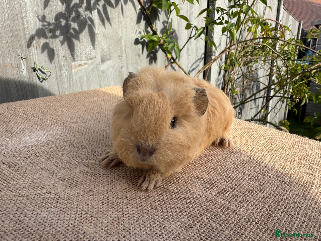 Guinea Pig rodents for sale: Beautiful Swiss boar  - Advert 2