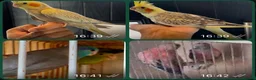 Mixed Breed birds for sale: Tame cocktails and breeding pair clearance  - Advert 1