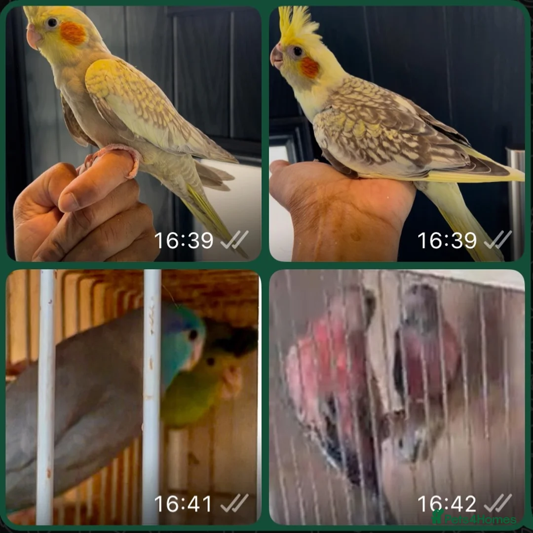 Mixed Breed birds for sale: Tame cocktails and breeding pair clearance  - Advert 1