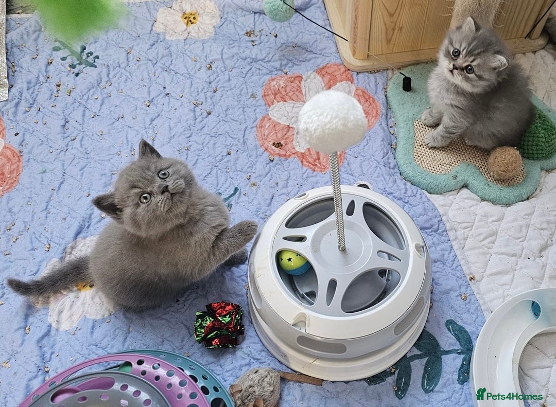 British Shorthair cats for sale: Ready to go amazing kitties  - Advert 13