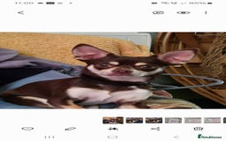 Chihuahua dogs for sale: Name rolo - Image 1