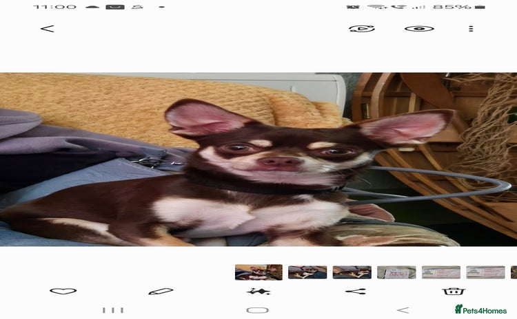 Chihuahua dogs - Advert 2