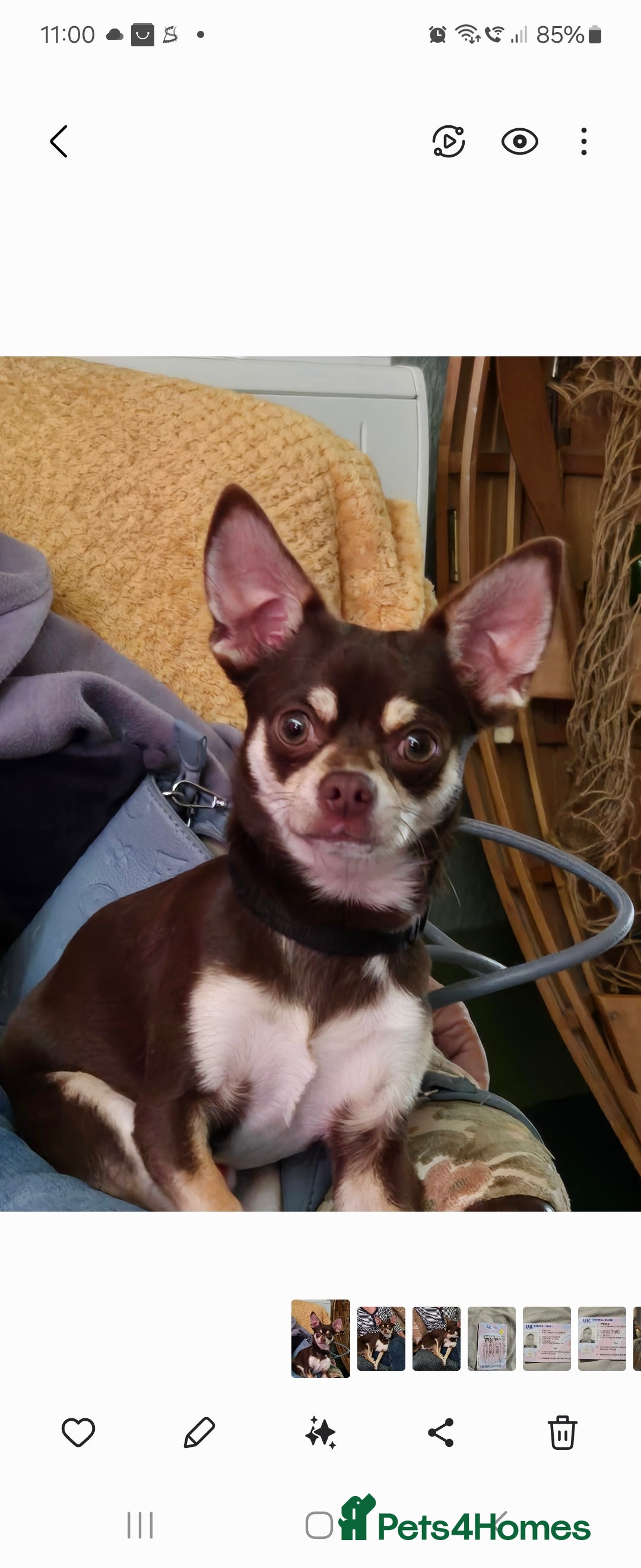Chihuahua dogs for sale: Name rolo - Image 1