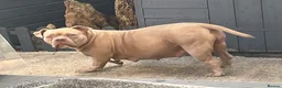 American Bully dogs for sale: Demi  in Manchester - Advert 1
