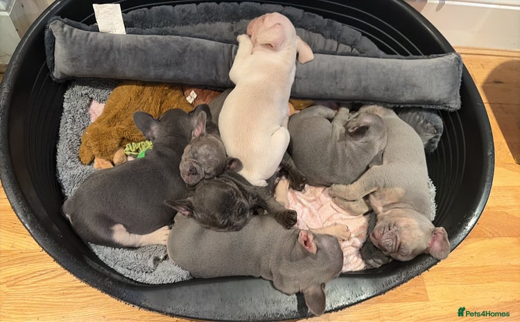 French Bulldog dogs - Advert 3