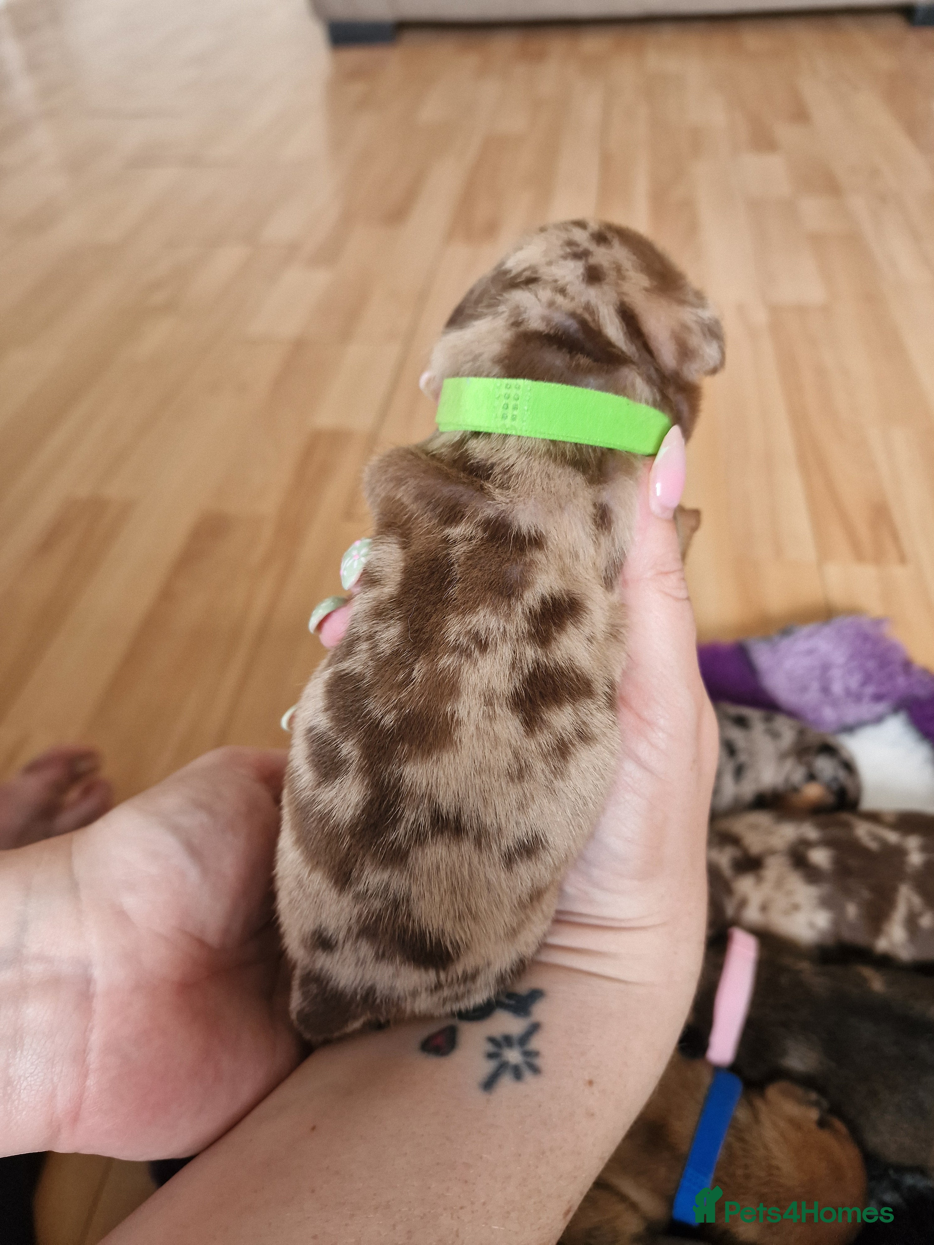 Mixed Breed dogs for sale: French Bulldog x Miniature Dachshund Puppies - Advert 19