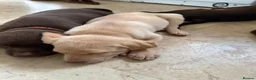 Labrador Retriever dogs for sale: LAST TWO GOLDEN FEMALE LABRADOR PUPPIES - Advert 5