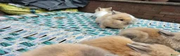 Lionhead rabbits for sale: Beautiful Mixed-Coloured Rabbits Ready Now! in Smethwick - Advert 5