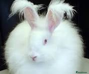 Angora rabbits Angora Rabbit  - Advert 3