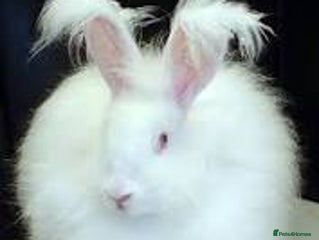 Angora rabbits Angora Rabbit - Advert 2