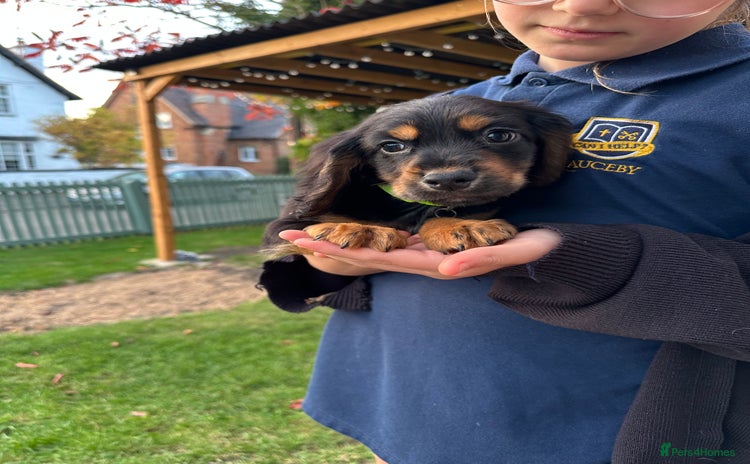 Cocker Spaniel dogs - Advert 1