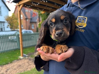 Cocker Spaniel dogs - Advert 29