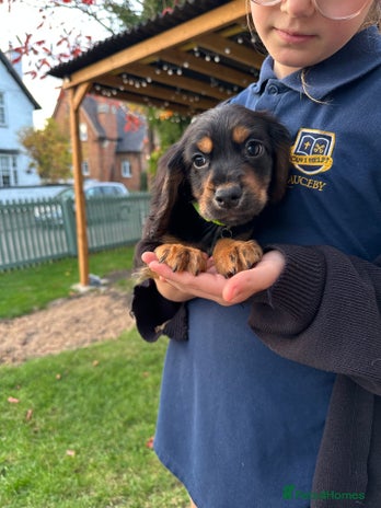 Cocker Spaniel dogs - Advert 2