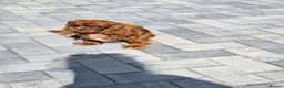 Cavalier King Charles Spaniel dogs for sale: Special needs cavalier girl - Advert 3
