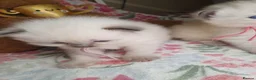 Ragdoll cats for sale: 💖 Two Gorgeous Ragdoll girls for sale 💖 - Advert 11