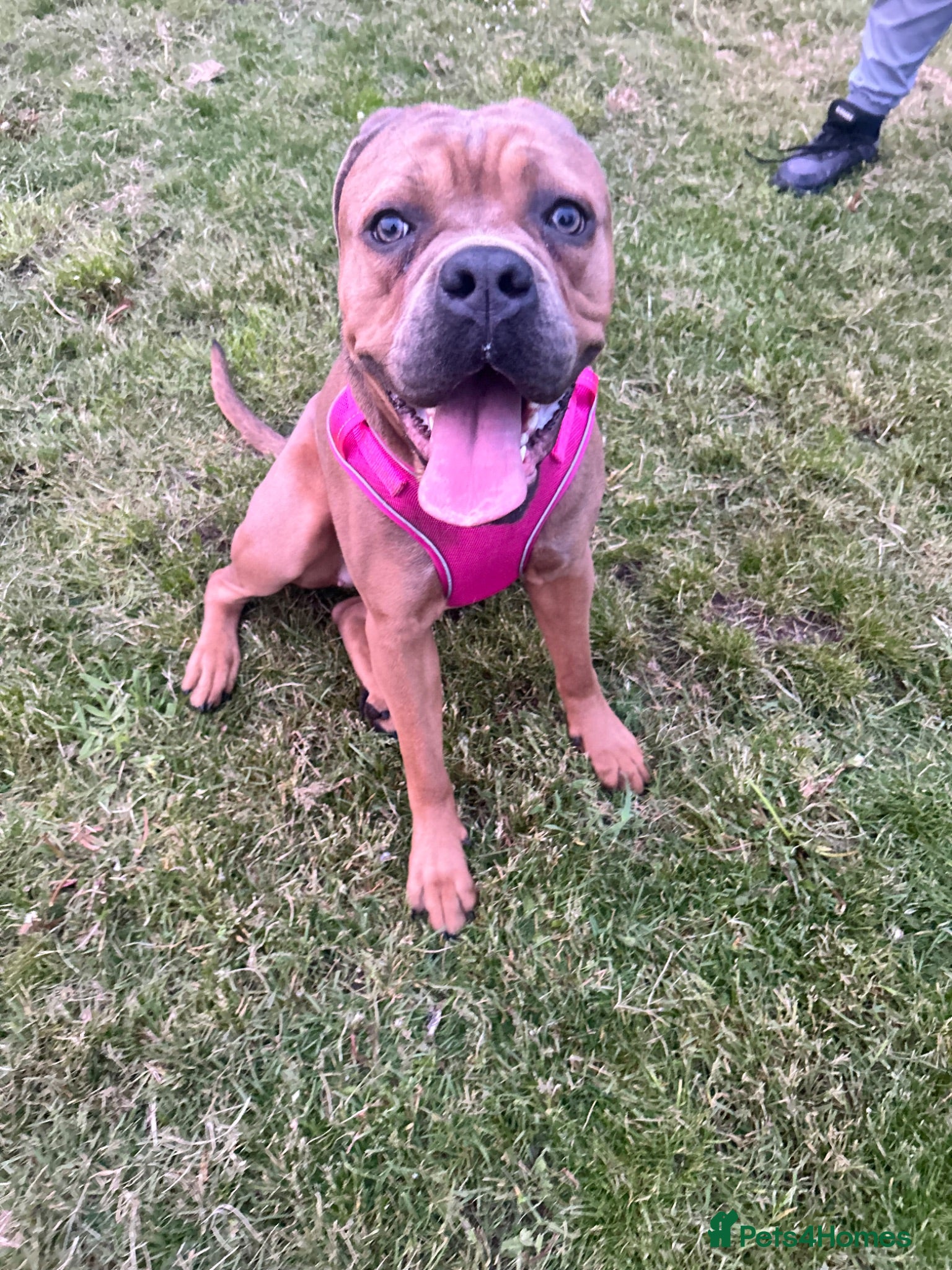 Cane Corso dogs FREYA/////1 year old female cane corso  - Advert 1