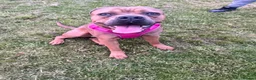 Cane Corso dogs for sale: FREYA/////1 year old female cane corso  - Advert 1