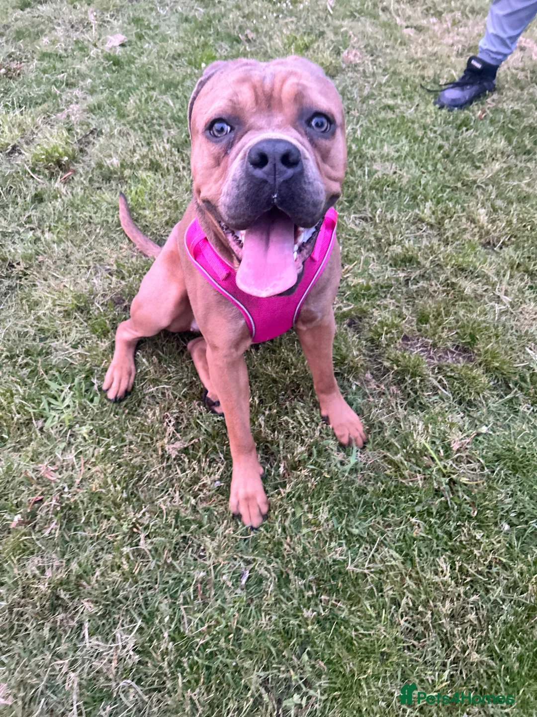 Cane Corso dogs for sale: FREYA/////1 year old female cane corso  - Advert 1