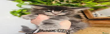 Maine Coon Kitten 2