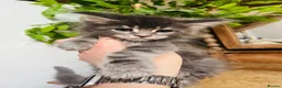 Maine Coon cats for sale: Stunning pedigree Maine coon kittens TICA  - Advert 33