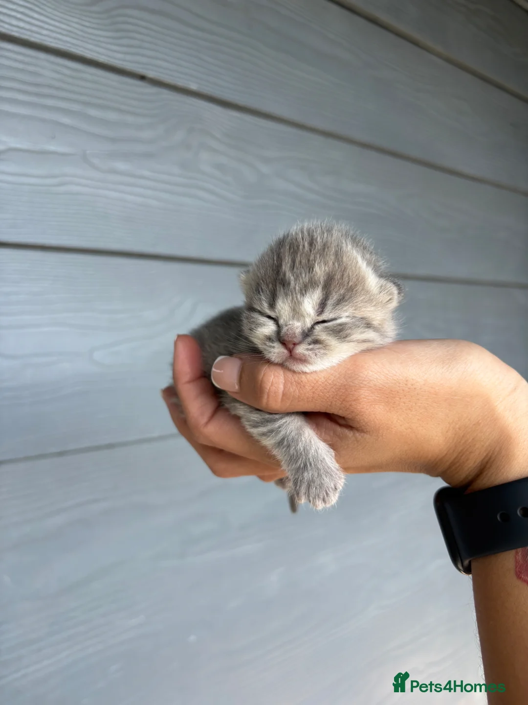 British Shorthair cats for sale: Adorable British Shorthair Kittens-Born 1st April  in Walsall - Advert 1