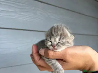 British Shorthair cats Adorable British Shorthair Kittens-Born 1st April - Advert 7