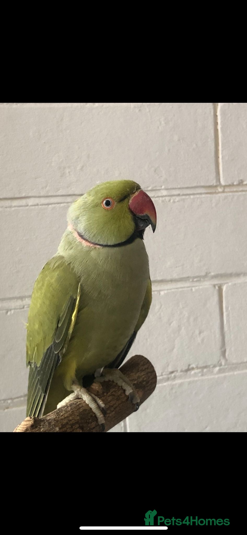 Mixed Breed birds Stunning Indian ringneck with full setup - Advert 3