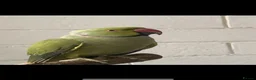 Mixed Breed birds for sale: Stunning Indian ringneck with full setup - Advert 1