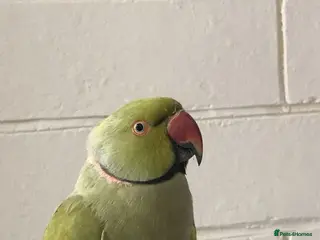 Mixed Breed birds Stunning Indian ringneck with full setup - Advert 3