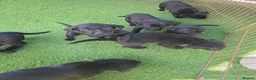 Labrador Retriever dogs for sale: Black labrador puppies  - Advert 10