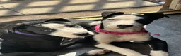 Mixed Breed dogs for sale: Luna & Millie - Advert 11