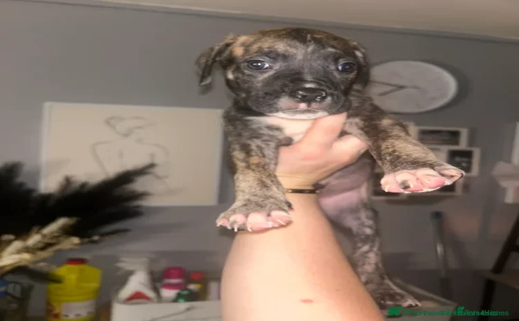 Presa Canario dogs - Advert 1