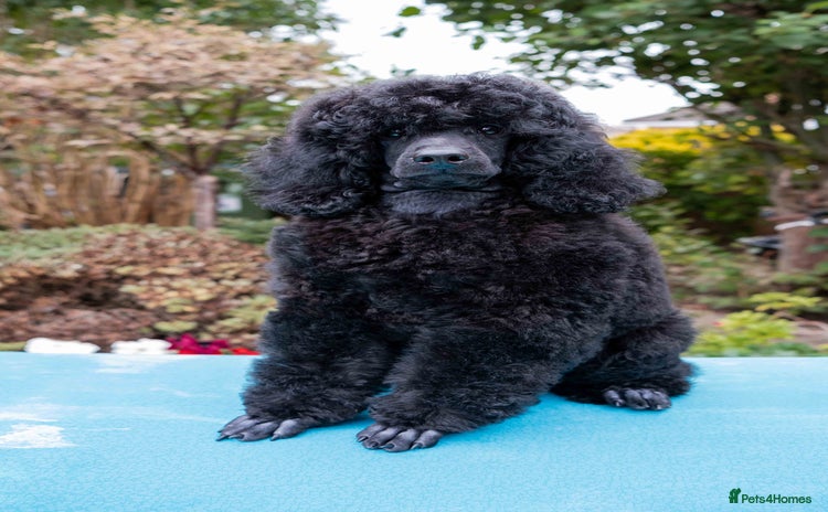 Miniature Poodle dogs Signature Miniature Poodle Puppies - Advert 4