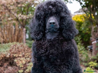 Miniature Poodle dogs Signature Miniature Poodle Puppies - Advert 10