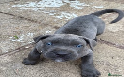 Cane Corso dogs for sale: Blue Cane Corso Puppies - Image 11
