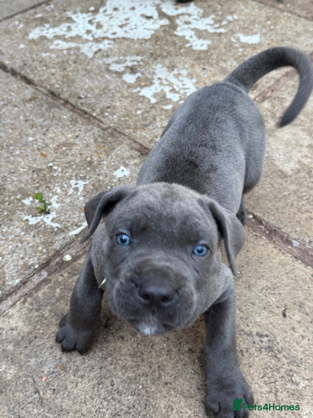 Cane Corso dogs for sale: Blue Cane Corso Puppies - Image 11