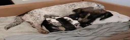 Chiweenie dogs for sale: Dachshund x Puppies  - Advert 17