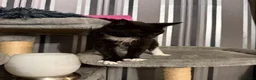 Domestic Shorthair cats for sale: Make kitten  - Advert 3