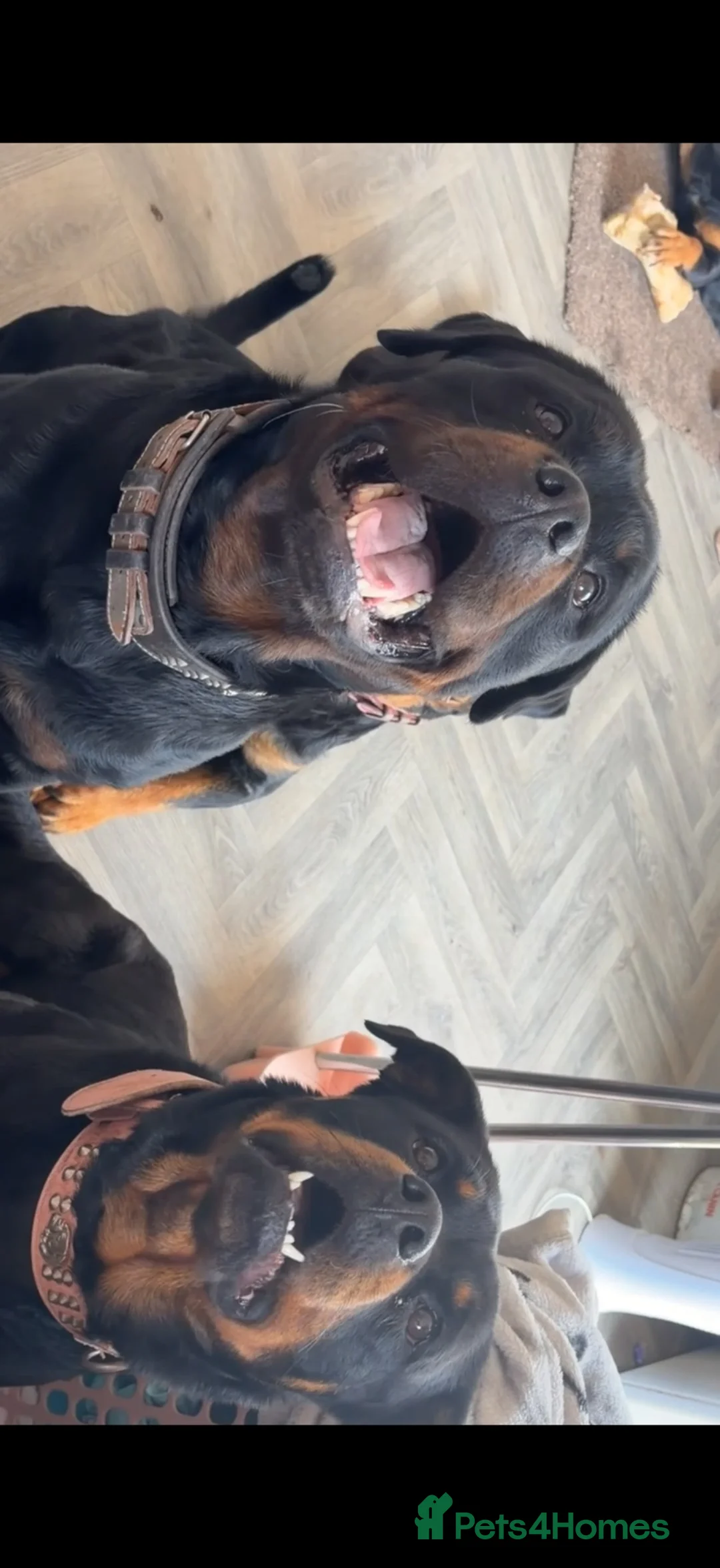 Rottweiler dogs for sale: 8 weeks take home old  Rottweiler puppy’s  - Advert 2