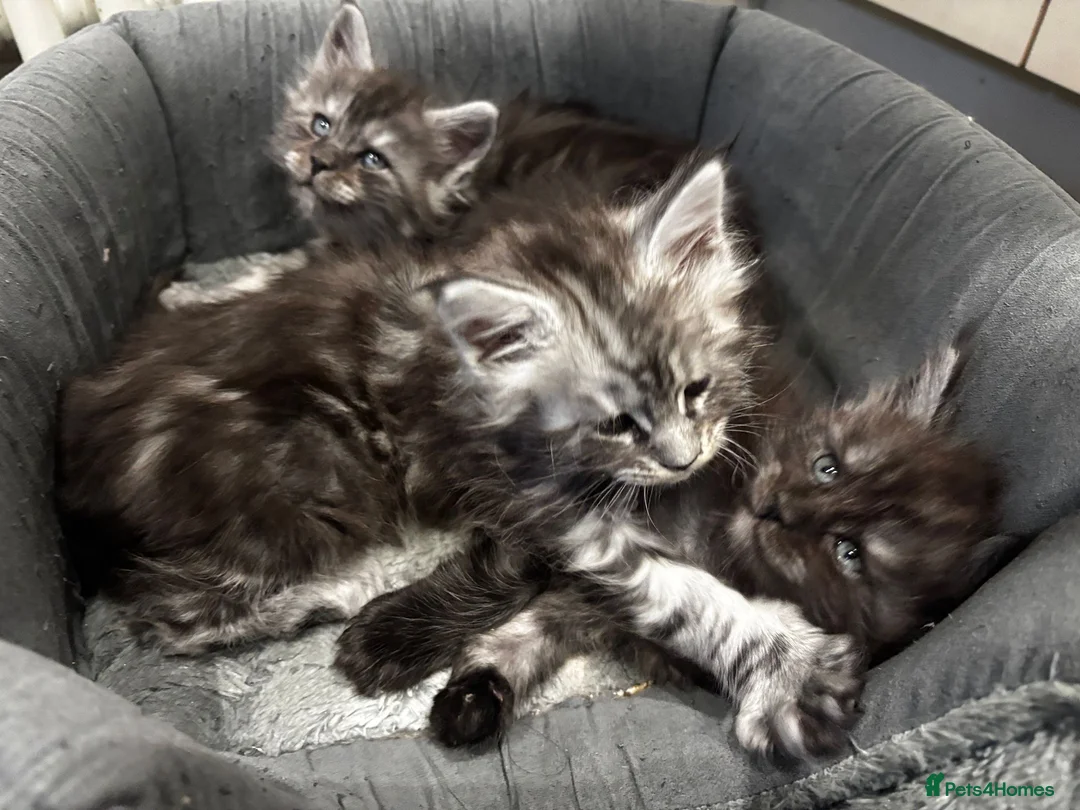 Maine Coon cats for sale: XXL Champion Sired Maine Coon Kittens  - Advert 4