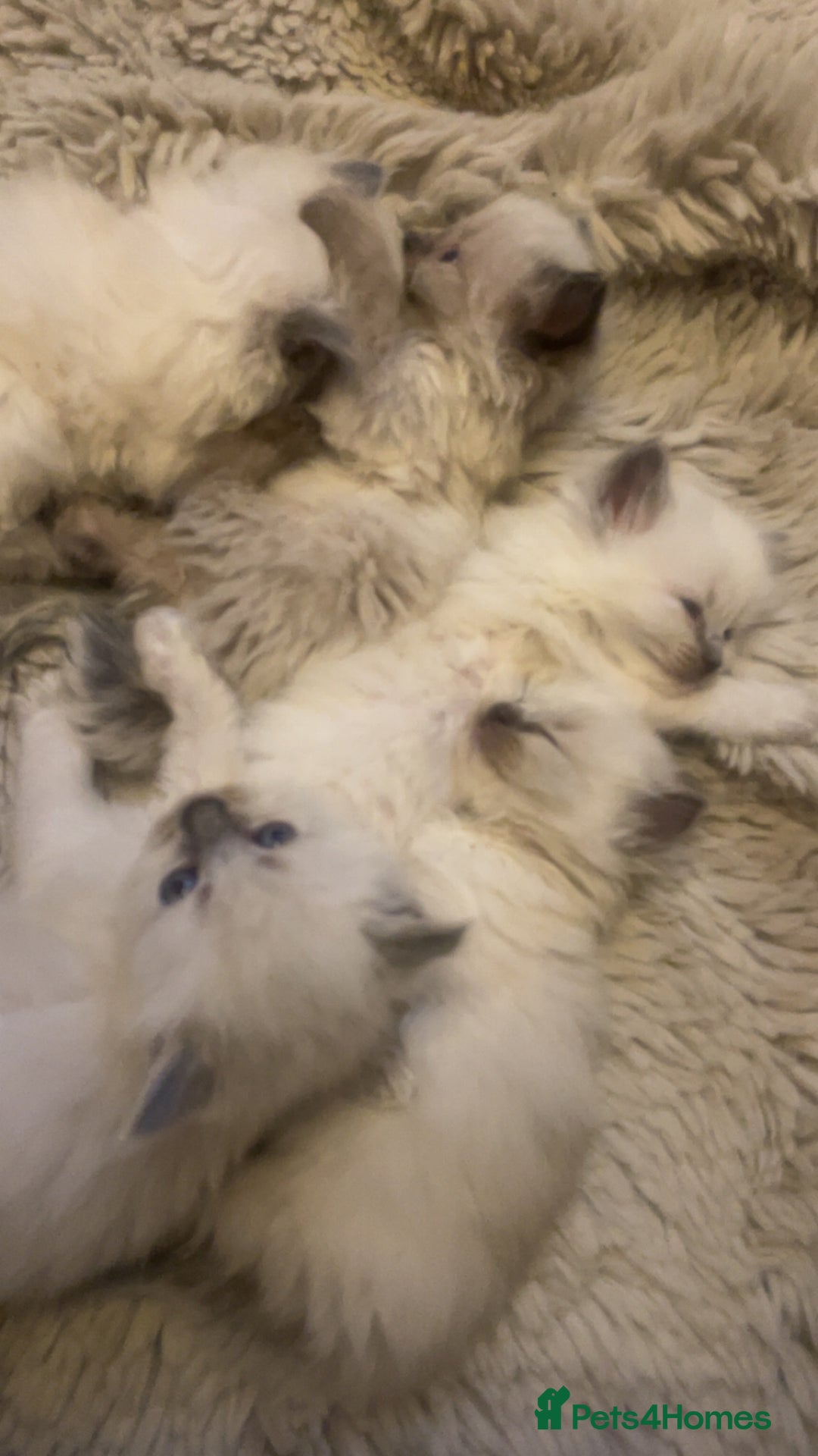 Ragdoll cats for sale: Beautiful blue eyed ragdoll  - Advert 6