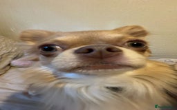 Chihuahua dogs for sale: Rare Long haired Chihuahua.  - Image 2