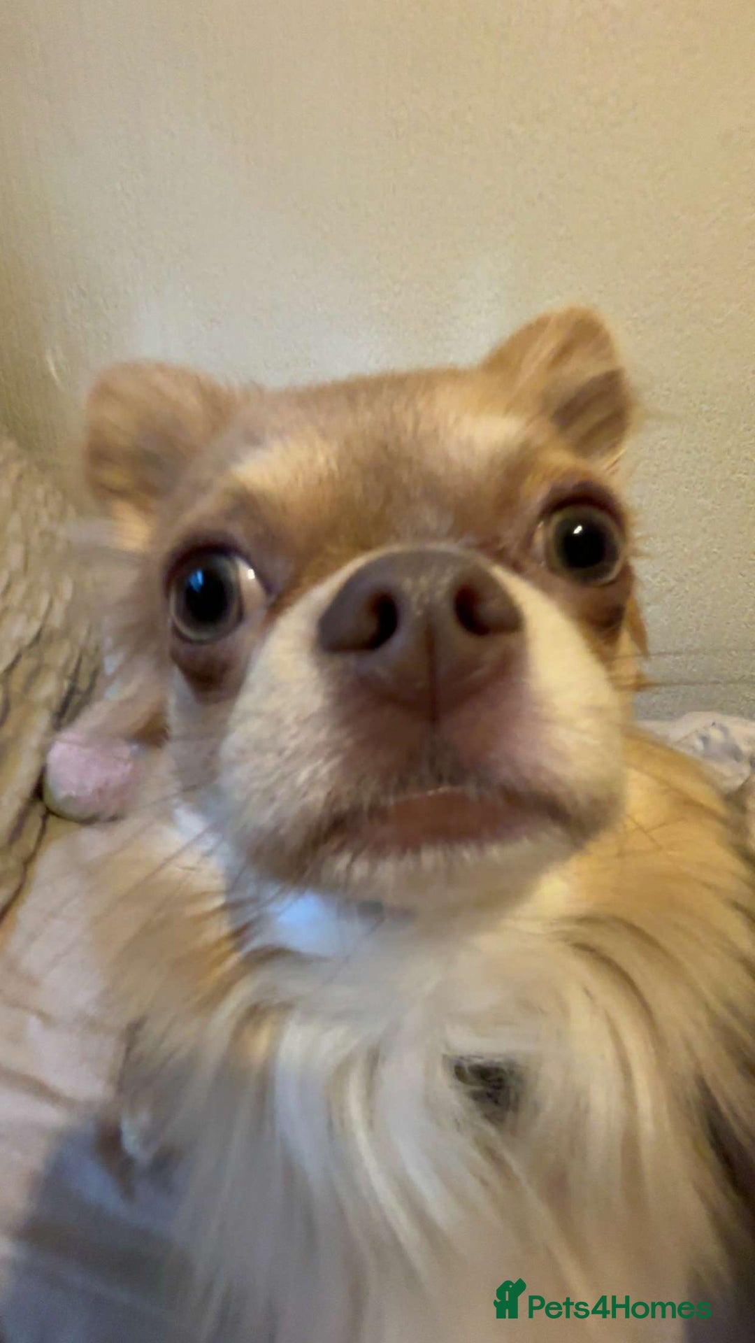Chihuahua dogs for sale: Rare Long haired Chihuahua.  - Image 2