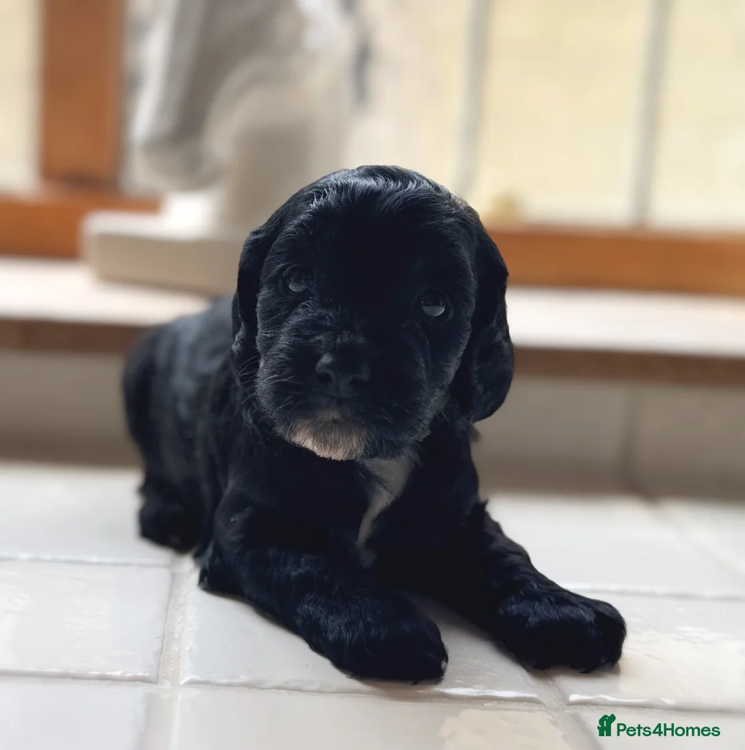 Cockapoo dogs for sale: Exceptional health tested cockerpoo Puppies - Advert 2