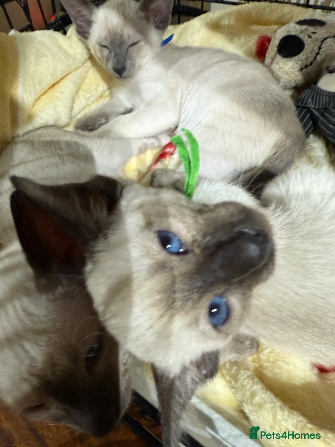 Siamese cats for sale: Siamese kittens  - Advert 2