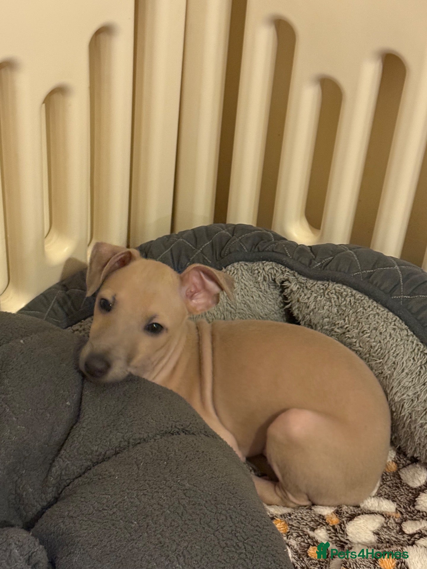 Italian Greyhound dogs for sale: 💙 beautiful Fawn boy looking for his forever home - Advert 2