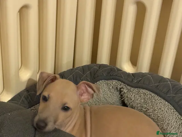 Italian Greyhound dogs for sale: 💙 beautiful Fawn boy looking for his forever home - Advert 2